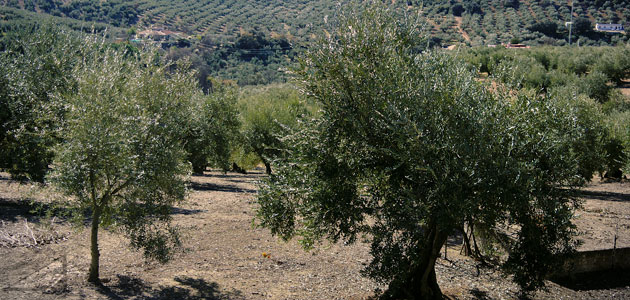 El MAPA destina una ayuda de casi medio millón de euros a un proyecto innovador vinculado al olivar tradicional