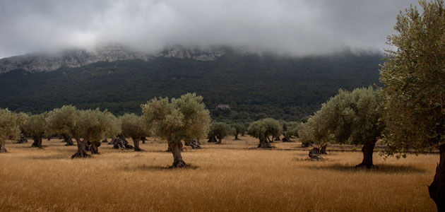 El precio de la tierra de olivar subió un 2,1% en 2018