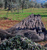 Las innovaciones en la olivicultura