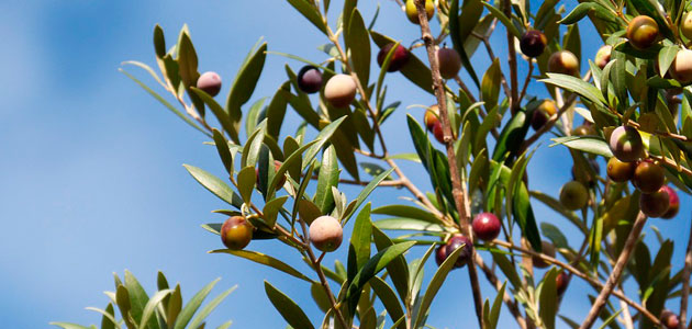 La producción europea de aceite de oliva se sitúa en 114.982 t. en el primer mes de campaña