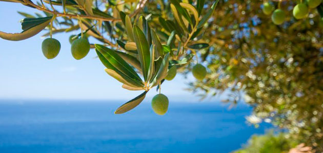 Un método más eficiente para detectar en el aire la principal sustancia del olivo causante de alergias