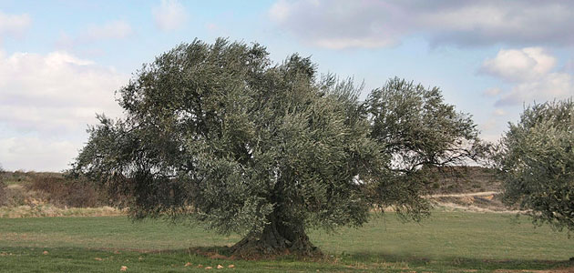 El cambio climático pone en peligro la viabilidad comercial del olivo a medio plazo, según un estudio