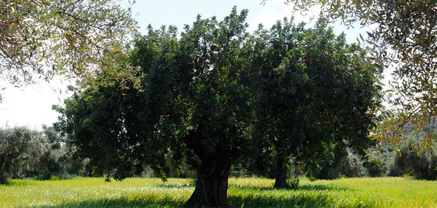 Renta agraria 2020: cae la producción y los precios del aceite de oliva
