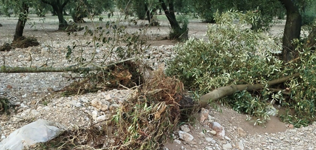 La DANA dejaría pérdidas de cosecha en el olivar de un 30% en zonas de Baix Ebre y Montsià