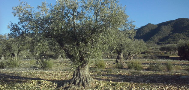 El 7,5% de la superficie mundial de olivar es de producción ecológica