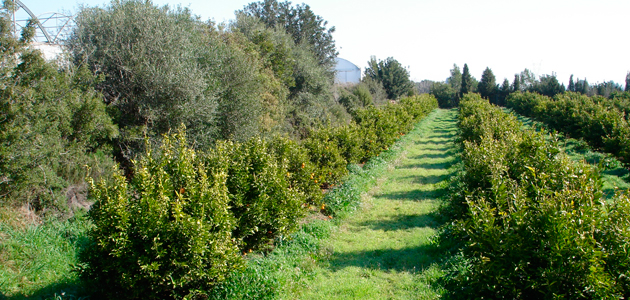 La superficie de olivar ecológico en Andalucía alcanza cerca de 134.800 hectáreas en 2023