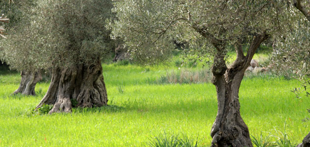 La superficie de olivar ecológico en España aumentó un 11,6% en 2023