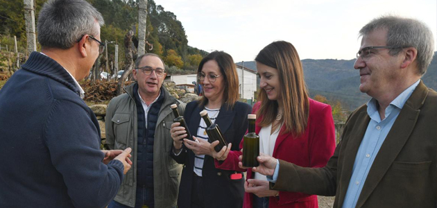 Galicia destaca la importancia del olivo para dinamizar el territorio, fijar población y generar riqueza