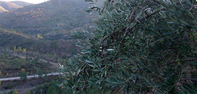 Un proyecto de investigación caracterizará y recuperará variedades de olivo autóctonas de Galicia