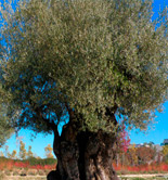 Científicos de tres centros españoles descifran el genoma completo del olivo