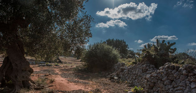 La CE prevé que la producción de aceite de oliva descienda en España la próxima campaña y aumente en Italia, Grecia y Portugal