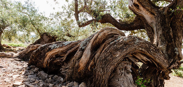 AEMO prorroga el plazo de sus premios a la cultura del olivo y mejor olivo monumental