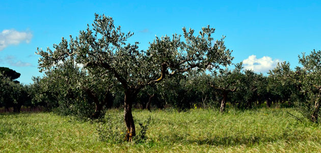 La capacidad del olivo para absorber las emisiones de CO2