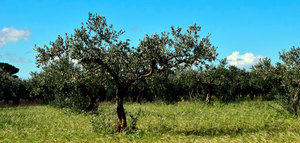 Un trabajo sobre los efectos del cambio climático en el olivar gana el V Premio Internacional Castillo de Canena de Investigación Oleícola "Luis Vañó"