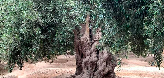 Un olivo de Perú, reconocido como Olivo Patrimonial de América del Sur