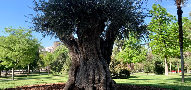 Un olivo de 627 años se convierte en el árbol más 'anciano' del parque madrileño de El Retiro