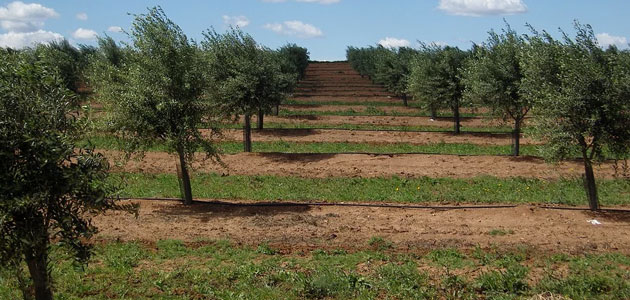 Producción 'histórica' de aceituna en Portugal esta campaña