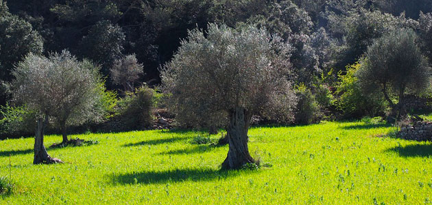 Sustainolive, un proyecto internacional para la mejora de la sostenibilidad del olivar