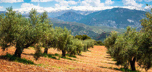 La superficie de olivar en España crece un 1,4% en 2024