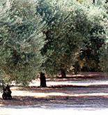 La Generalitat Valenciana destina 8,77 millones de euros a paliar la sequía en cultivos de secano como el olivar 