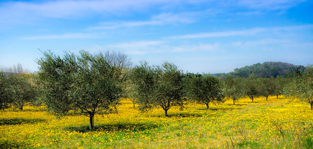 La producción mundial de aceite de oliva será un 2% superior esta campaña en función de la climatología