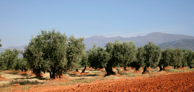 El proyecto 'Olivos de Aragón' evidencia la existencia de hasta 30 nuevas variedades