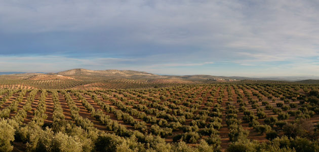 Aprobada la I Estrategia Andaluza del Olivar