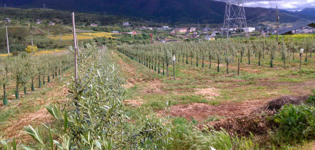 Avances en la producción de planta certificada de olivos autóctonos de Galicia