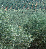 La producción de aceite de oliva de Portugal desciende un 32%