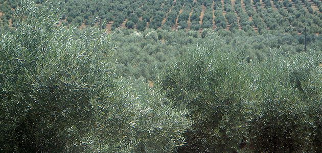 La producción de aceite de oliva en Portugal se reduce un 30% esta campaña