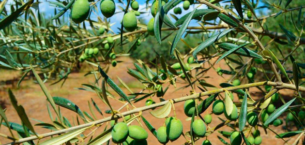 El cultivo del olivo, una importante actividad agrícola para Portugal