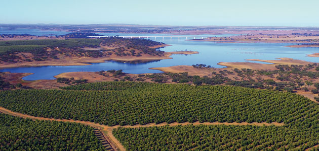 La producción de aceite de oliva en Portugal desciende un 30% esta campaña