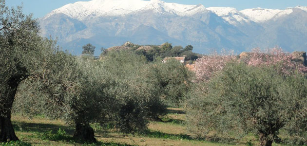Andalucía aprueba la flexibilización de los eco-esquemas de la PAC