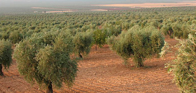 El precio de la tierra de olivar subió un 2,1% en 2014