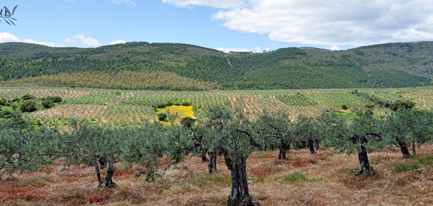 Último balance del sector del olivar en España: la producción estimada de aceite de oliva será de 1.289.882 t. esta campaña