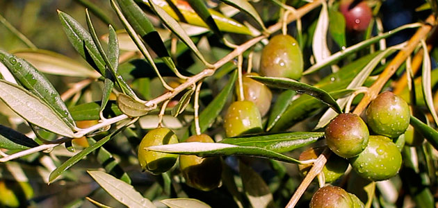 La producción española de aceite de oliva será de 1.250.000 toneladas en la campaña 2017/18