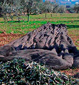 El Magrama estima en 815.091 toneladas la producción de aceite de oliva