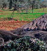 La producción de aceite de oliva se sitúa en 838.800 toneladas en la campaña 2014/15