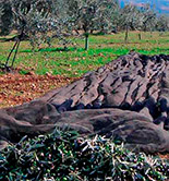 La producción de aceite de oliva asciende a 1.235.700 toneladas esta campaña