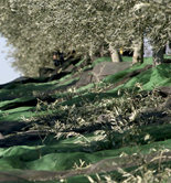 Las existencias de aceite de oliva se sitúan en 730.300 t. a 31 de julio