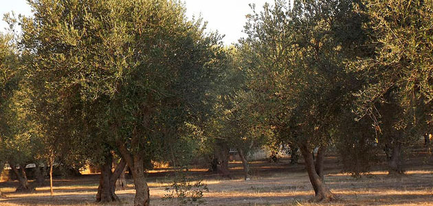 Nuevos pasos en la puesta en marcha de un plan extraordinario para la regeneración de los olivos de Puglia