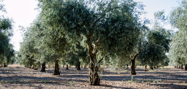 La superficie regada de olivar en España ha aumentado un 24,8% en los últimos once años