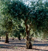 La temperatura del suelo afecta a la absorción de agua en los olivos, según una investigación