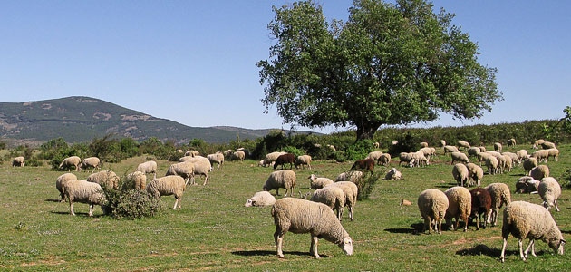 Desarrollan una novedosa plataforma digital que aprovecha subproductos agrícolas como materia prima para piensos