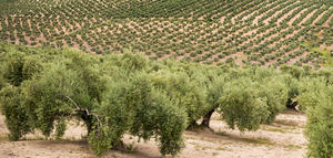 La realidad climática actual está resultando, en ocasiones, devastadora con el campo