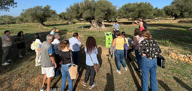 Valorización turística sostenible de los olivos milenarios del Territorio Sénia