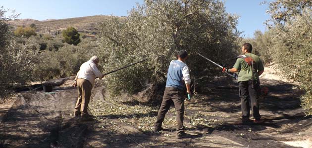 La producción de aceite en Sierra Mágina se recupera tras dos años de 'pésimas' cosechas