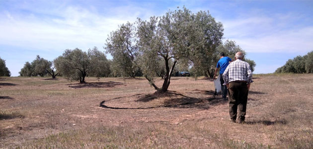 Soil O-Live completa en 2024 su primera fase de investigación de la salud del suelo del olivar mediterráneo