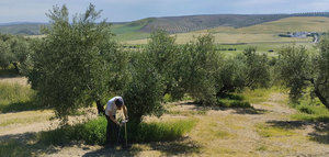 Soil O-Live pone en marcha técnicas pioneras para mejorar la salud del suelo y el rendimiento del olivar