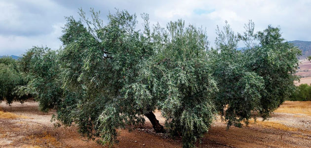 Nace la 'Cátedra TIMAC AGRO-UdL de Agricultura de Precisión'